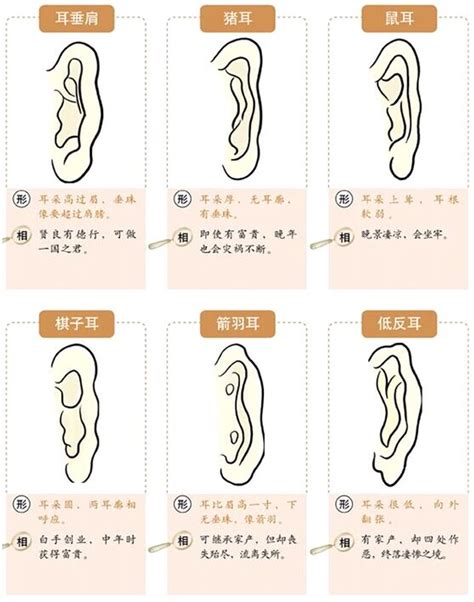 耳型 面相|面相耳朵图解【最详细版】 – 杨易德全集官网